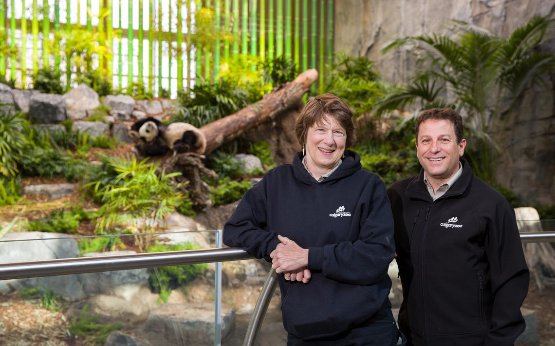 Sandie Black, clinical associate professor in the University of Calgary's Faculty of Veterinary Medicine and head of Veterinary Services at the Calgary Zoo, and Doug Whiteside, clinical associate professor in the Faculty of Veterinary Medicine and senior staff veterinarian at the Calgary Zoo, work with the recently arrived panda bears.