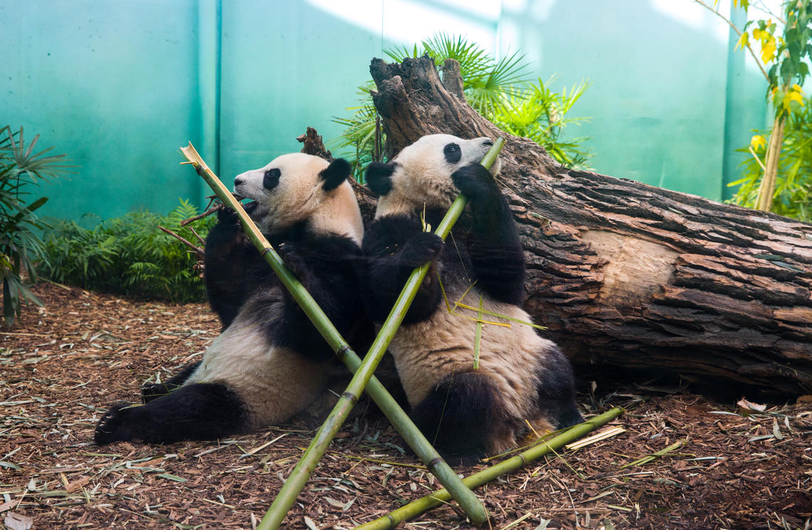 The pandas spend much of their day eating bamboo. When they're not eating, they're usually sleeping, says Sandie Black.