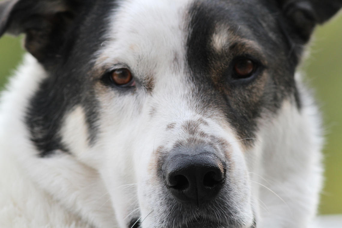 Jack, who is Eloise Carr’s rescue dog, joined her family six years ago from the Cochrane Human Society. Carr is a professor in the Faculty of Nursing and the Human-Animal Pain Interaction (HAPI) research team lead with the University of Calgary.