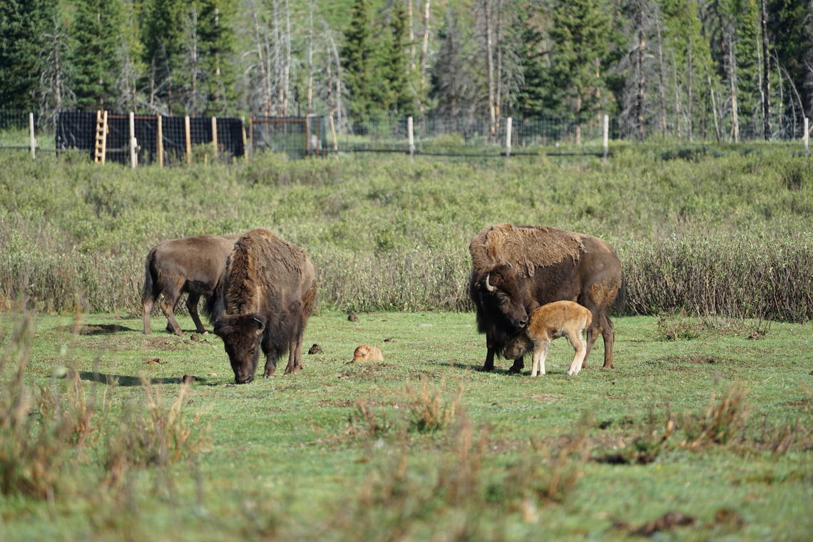 The first cows to give birth to calves in 2018 nuzzle their calves. These calves represent the future of the Banff National Park bison herd.