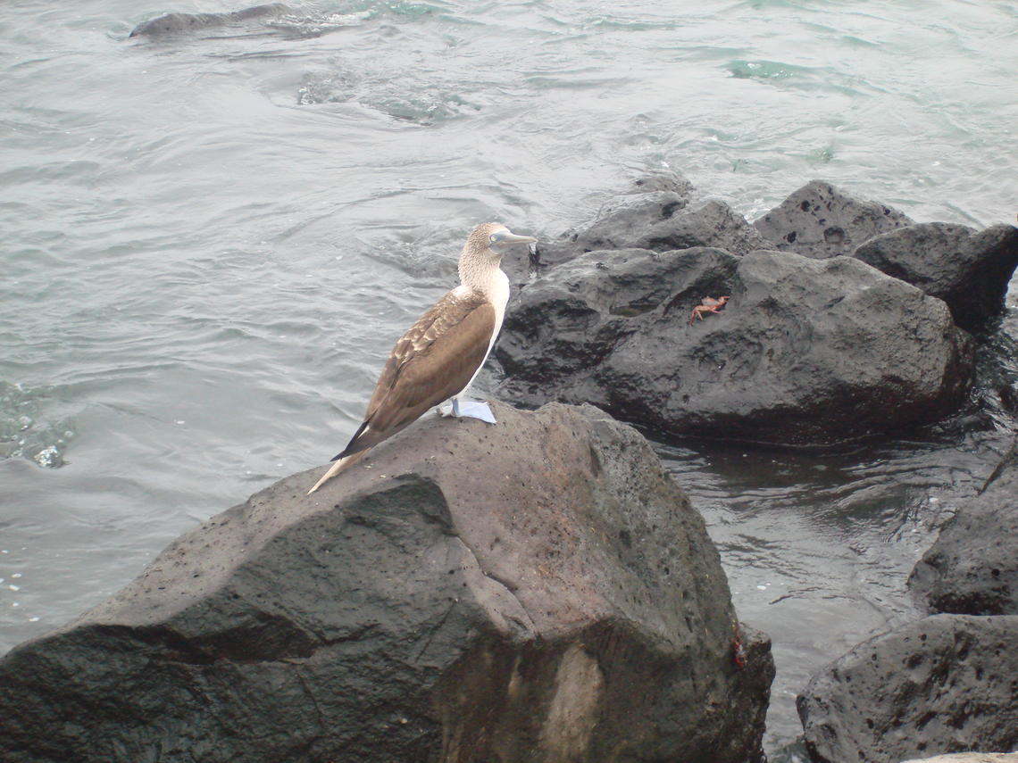 A blue-footed booby.