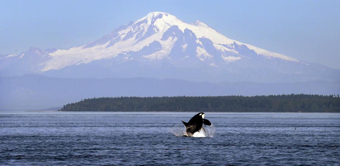 In this 2015 photo, an orca whale breaches in view of Mount Baker, in the Salish Sea in the San Juan Islands, Wash.