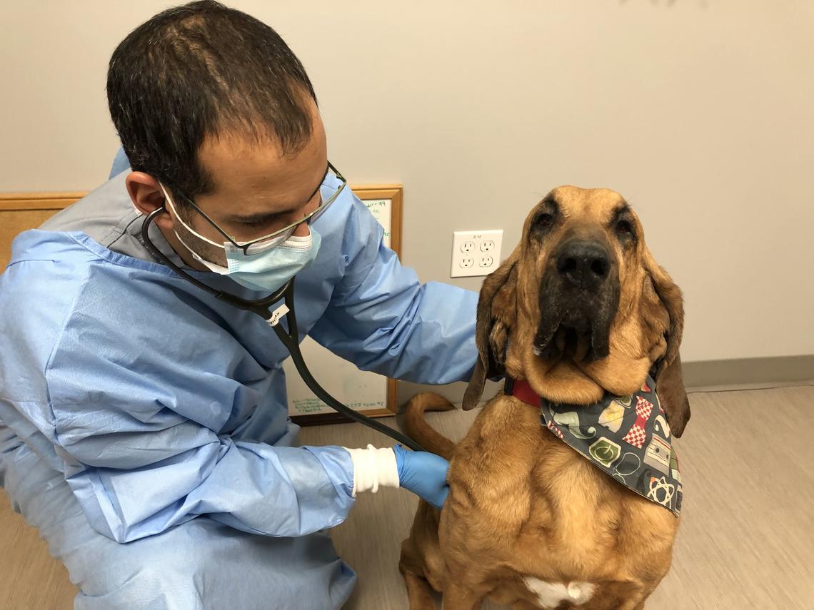 Serge Chalhoub with Ellie-Mae, a 10-year-old bloodhound in for a recheck of a kidney problem.