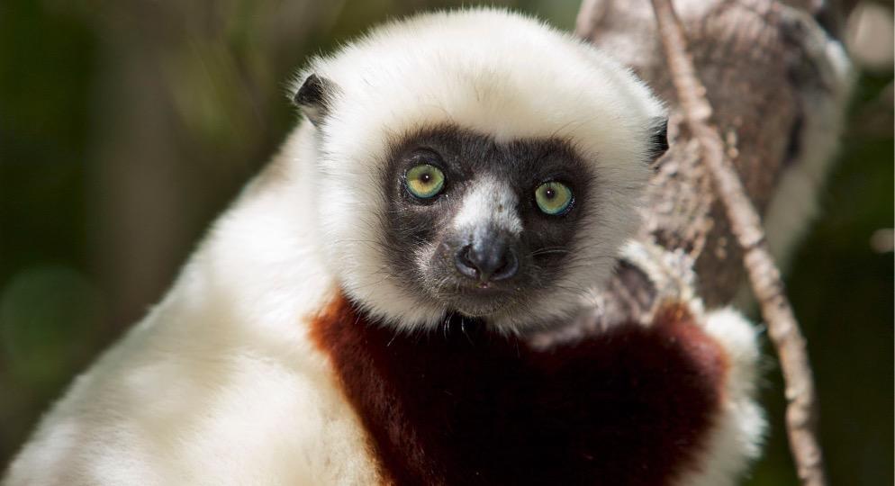 Sifaka lemur