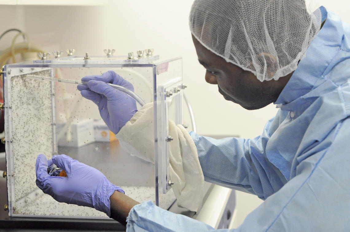 The work was done in a specialized lab at the CSM which uses sand flies to understand more about transmission of diseases and our immune response to them. 