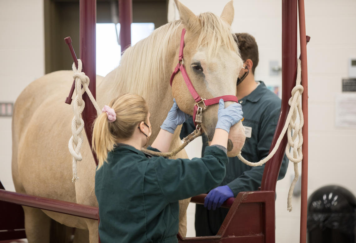 Students examine a horse during an equine clinical skills lab.  