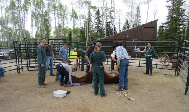 UCVM veterinarians, animal health technicians, and students operating on wild stallion