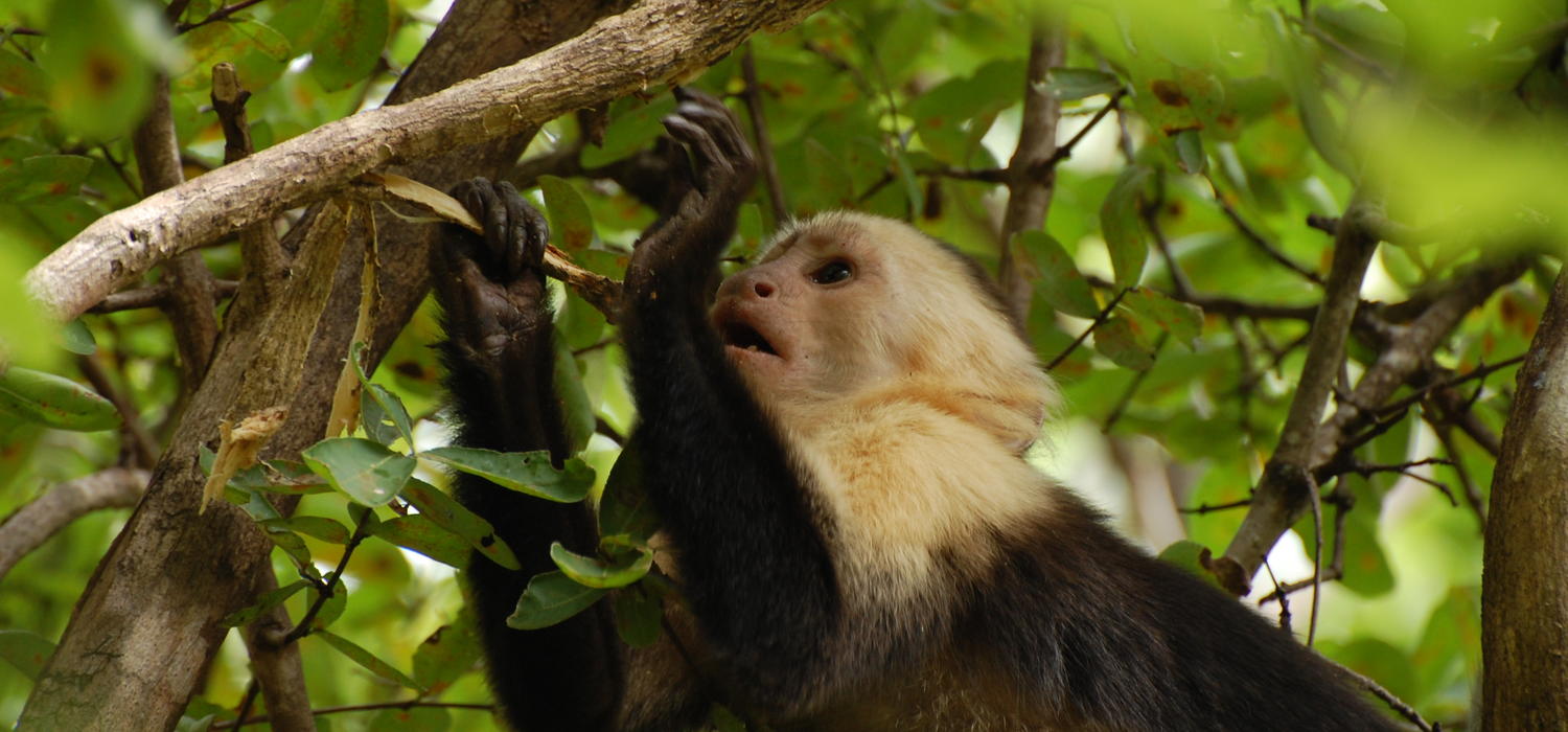 capuchin monkey