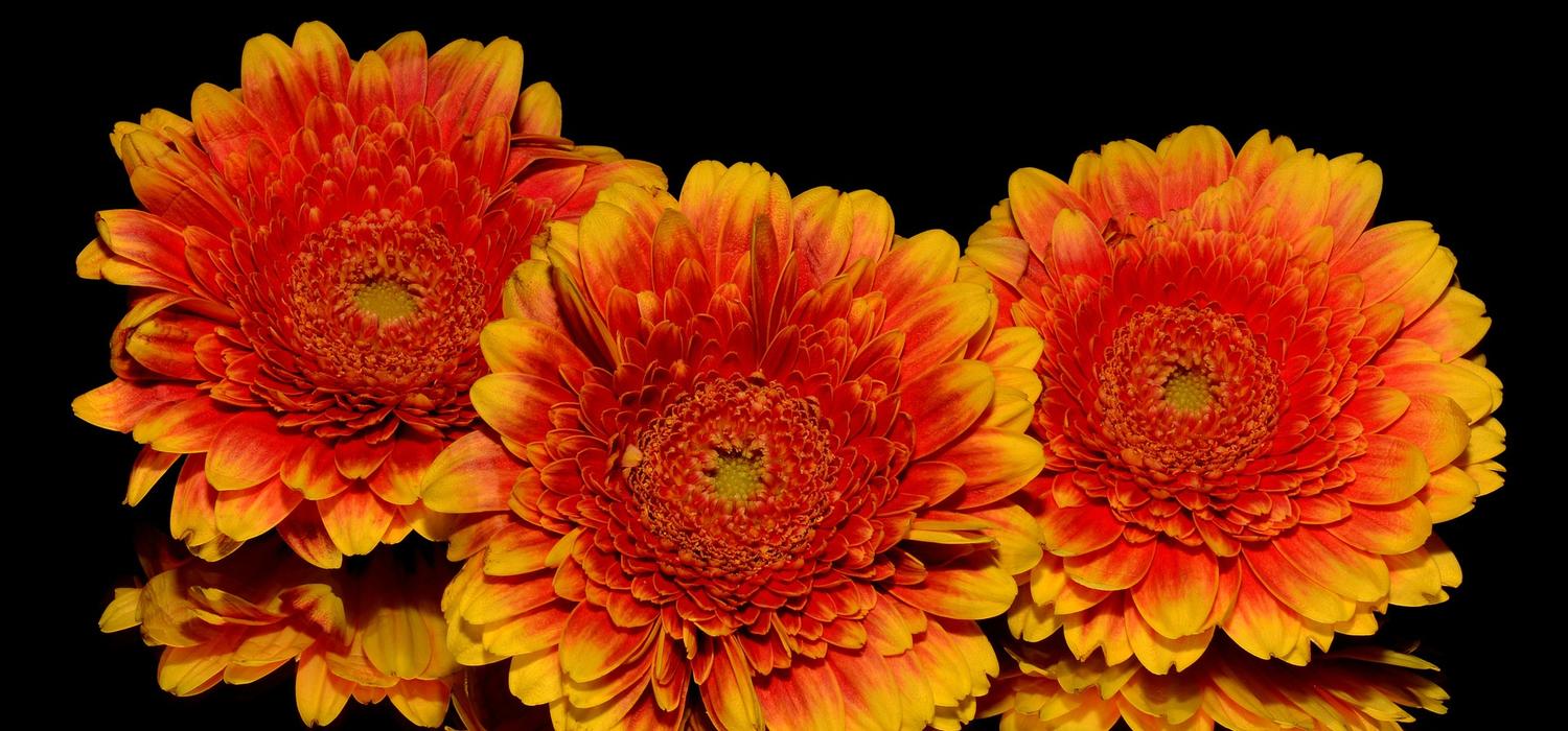 orange gerbera daisies