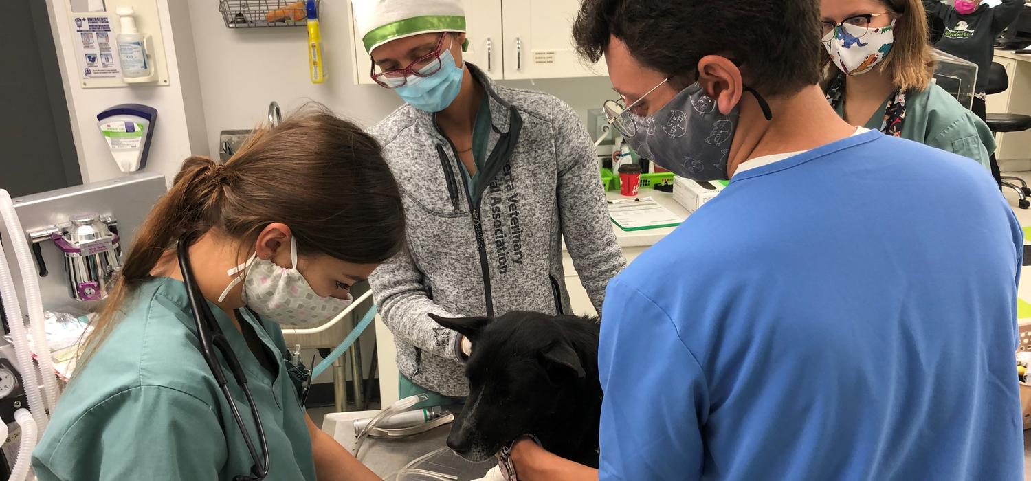 •	UCVM DVM students in their fourth year participate in a rotation at the AARCS clinic while Dr. Aylin Atilla supervises.