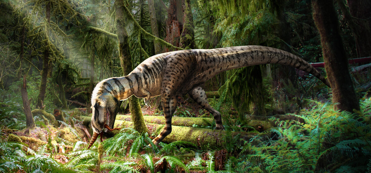 An illustration of a Gorgosaurus feeding on a Citipes in the forest