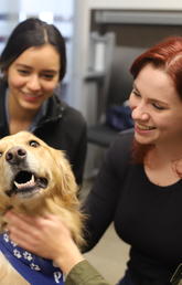 Three students pet a golden retriever