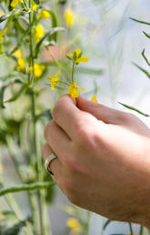 Canola