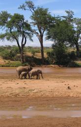 Scientists had assumed that elephants could not become inebriated because of their size