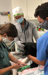 UCVM DVM students in their fourth year participate in a rotation at the AARCS clinic