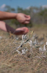 Hands picking sage