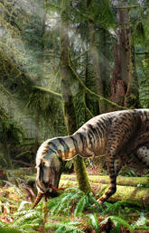 An illustration of a Gorgosaurus feeding on a Citipes in the forest