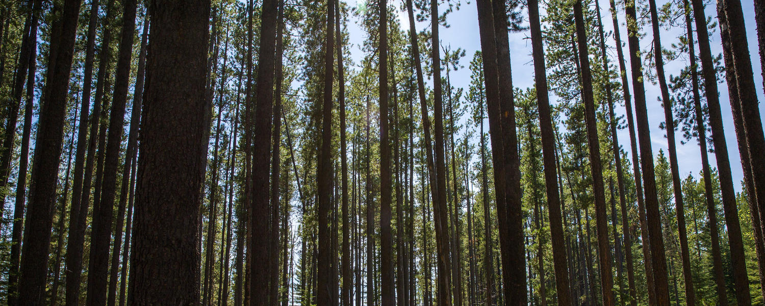 forest