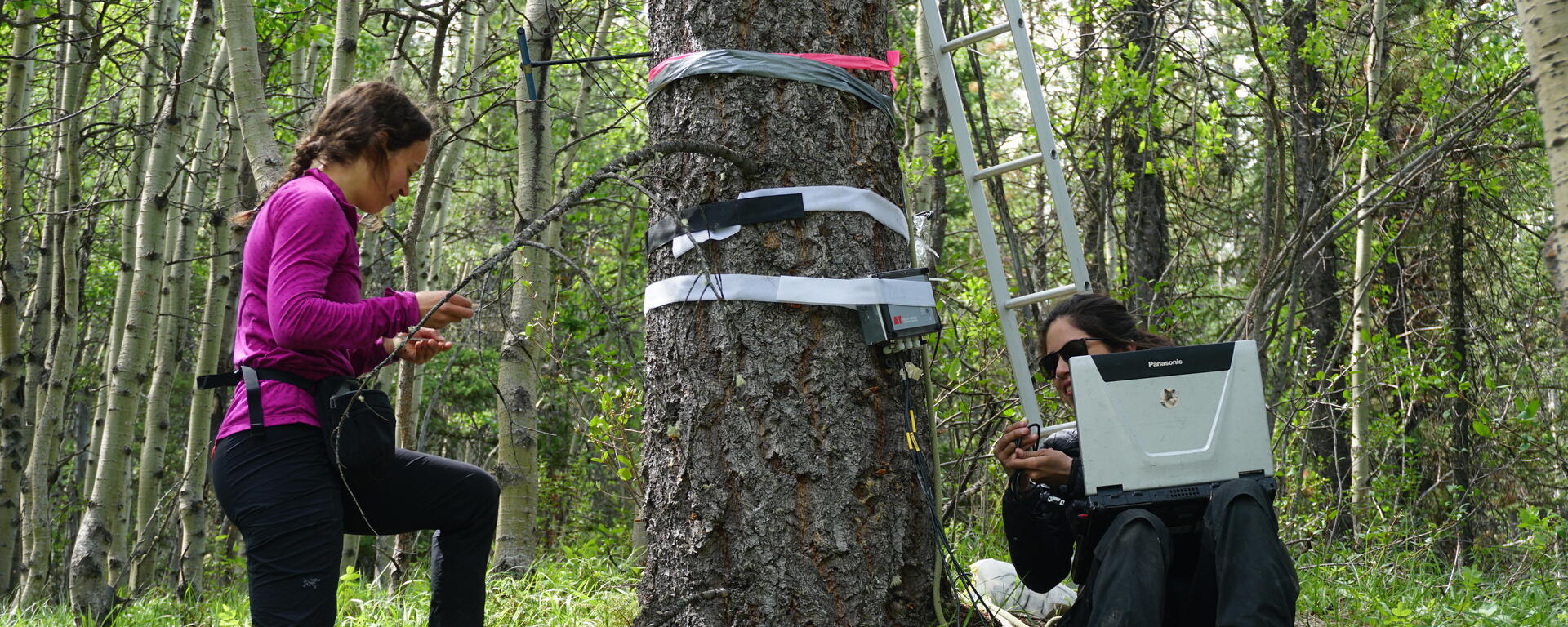 Research in a forest