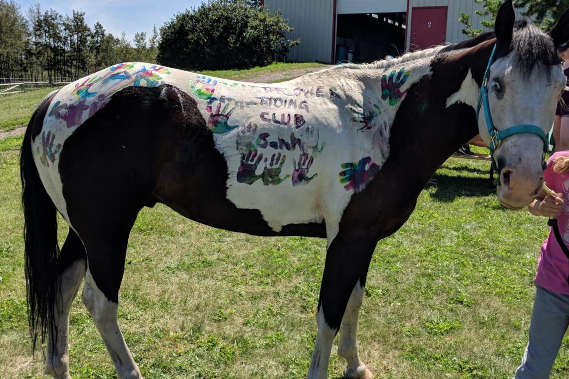 A horse that has been painted