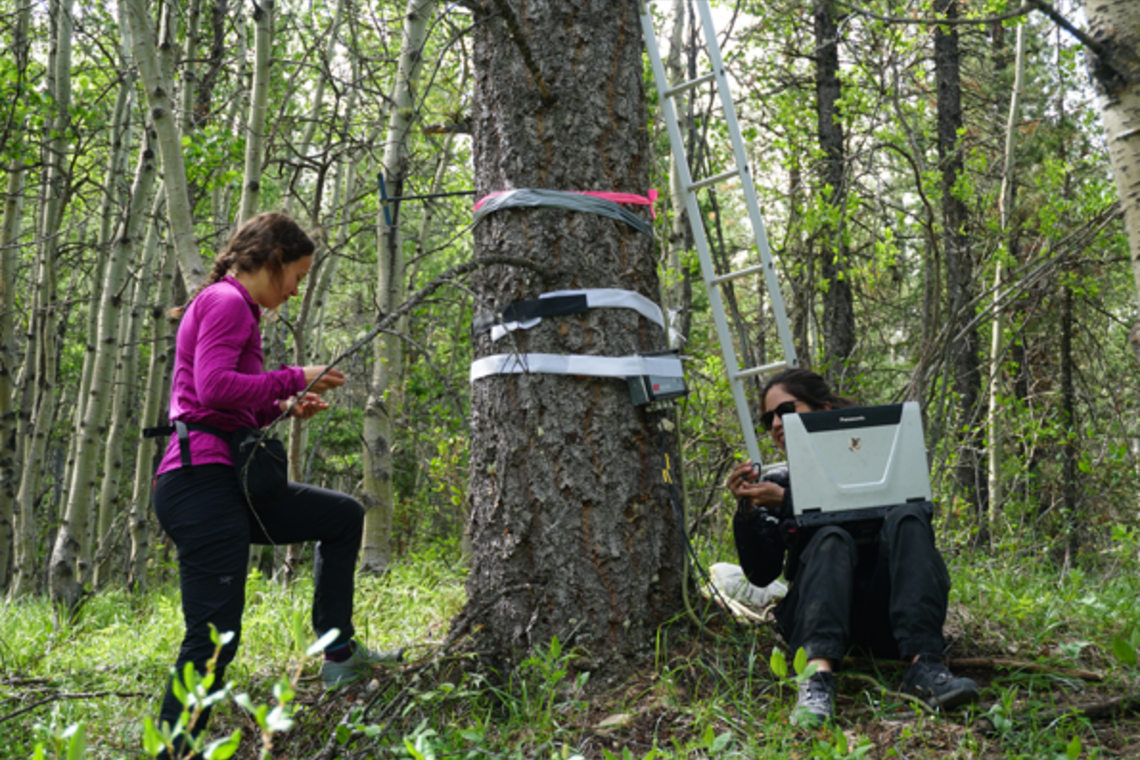 Forest research