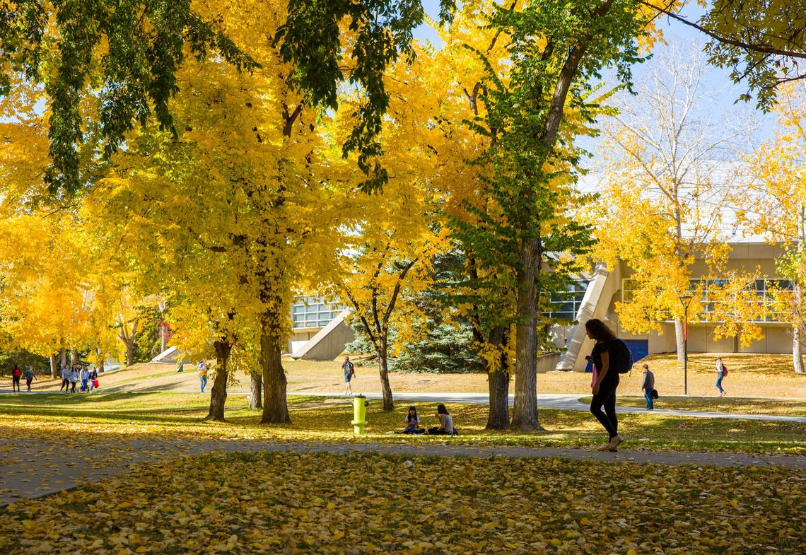 UCalgary campus in fall UCalgary campus in fall