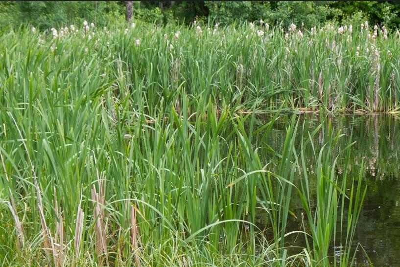 A pond with reeds