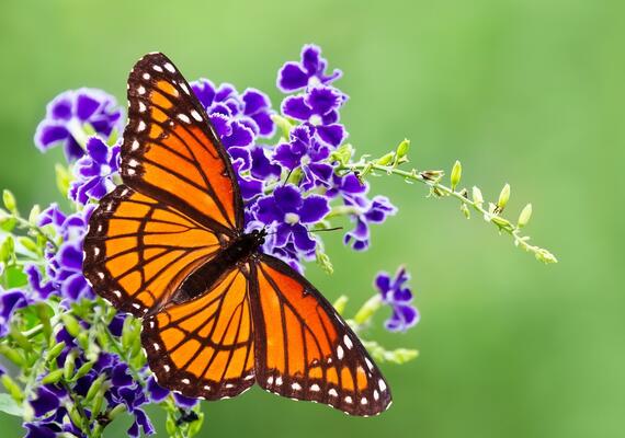 A viceroy butterfly on purple flowers